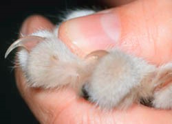 kedi tırnak kesimi